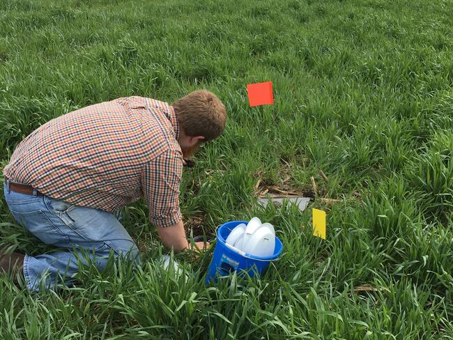 Setting insect traps in field with rye cover crop