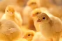 baby chickens