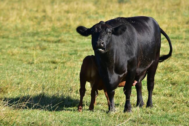 black cow calf pair in pasture