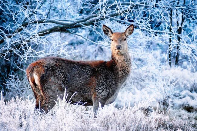 deer in snowy woodland