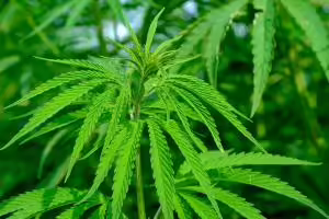 Hemp Plant