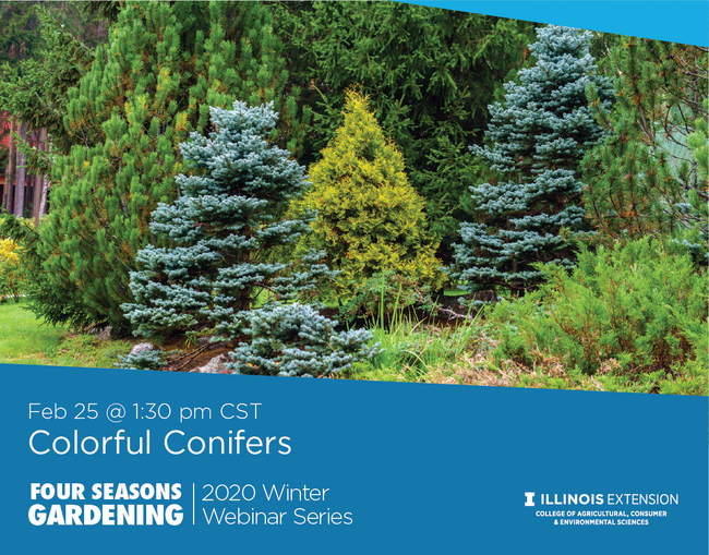 green, blueish and yellow conifers in a landscape