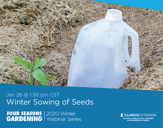 seedling in a garden with an empty milk jug