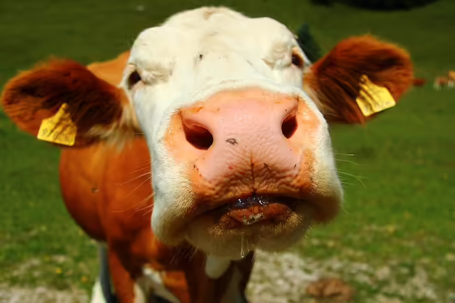 close-up of steer