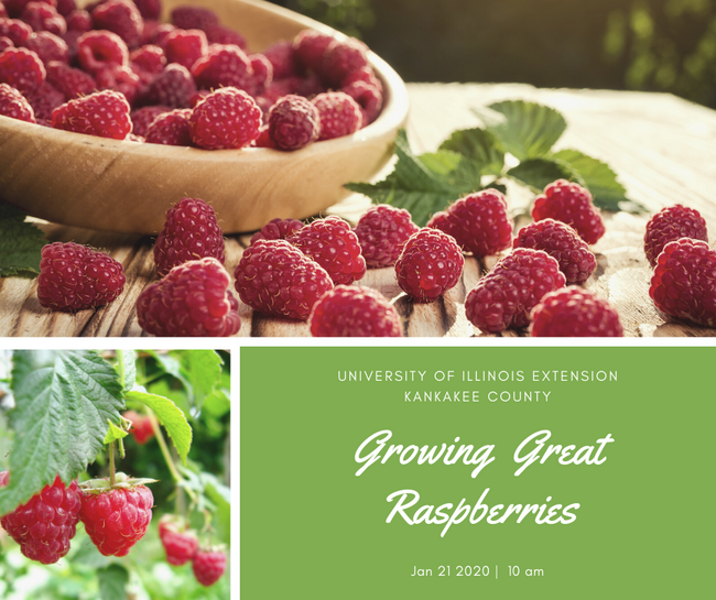 wooden bowl of raspberries and raspberry plants 