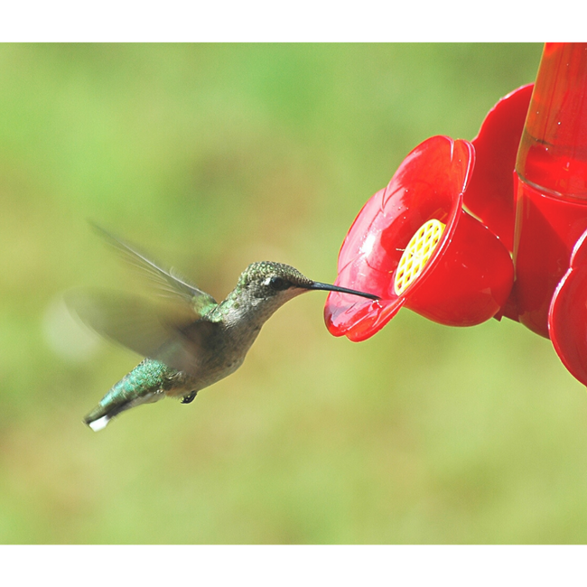green hummingbird at red feeder