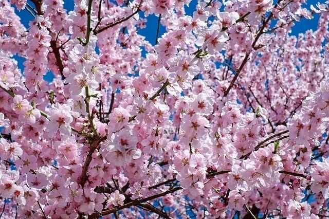 Japanese Cherry Tree