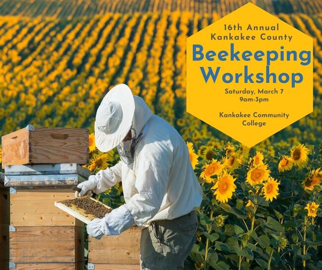 beekeeper working on hives in field of sunflower