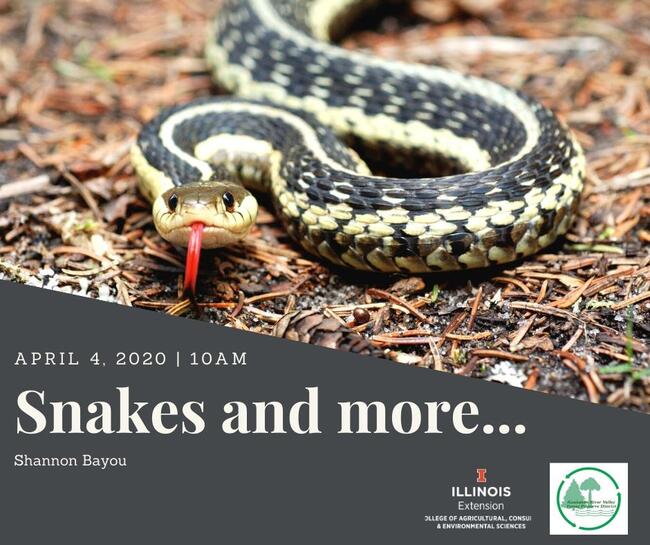garter snake on ground