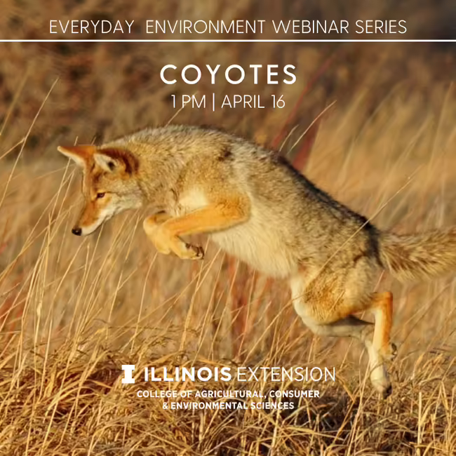 photo of coyotes