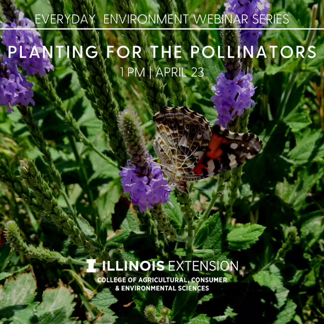 photo of pollinator
