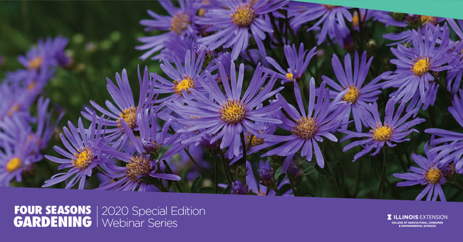 purple aster flowers with yellow center