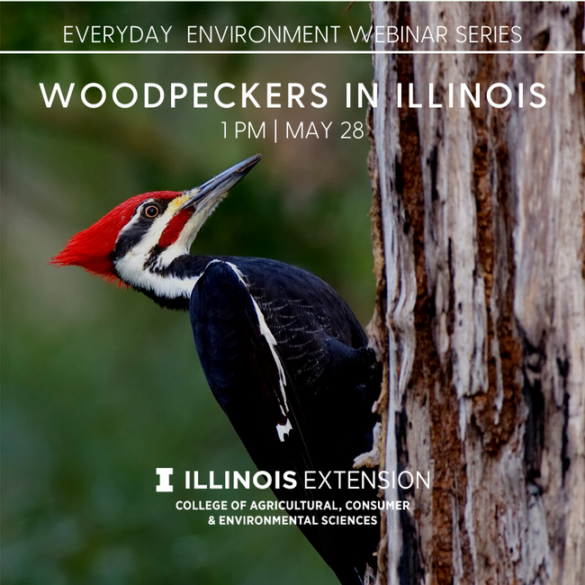 photo of woodpecker