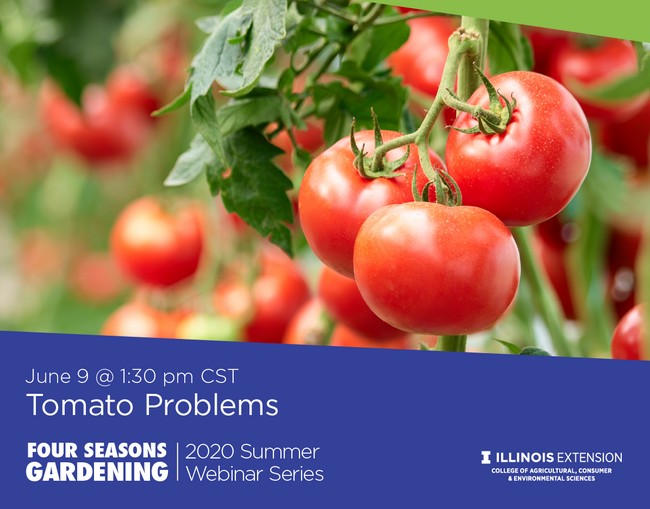 Promotion for Tomato Problems