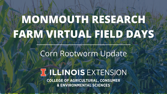 Graphic of corn rootworm update