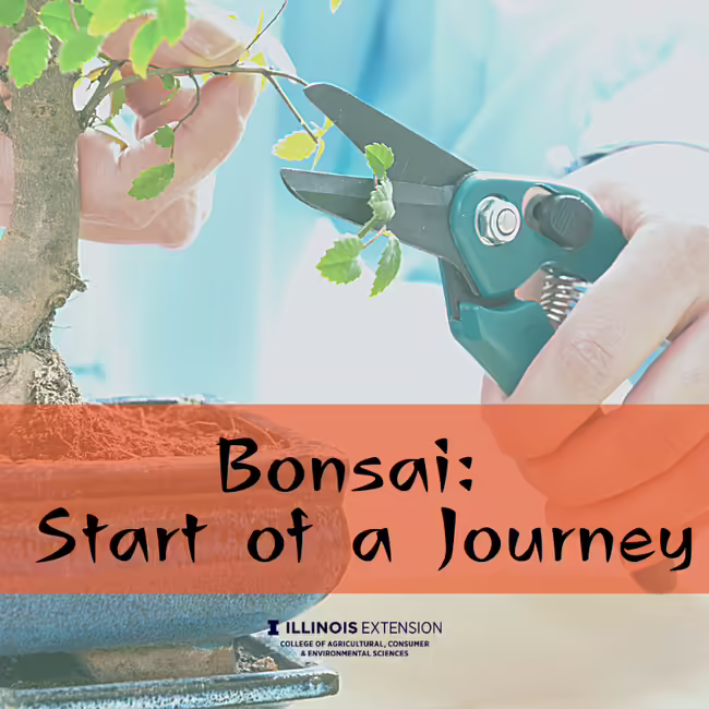 Hand pruning bonsai