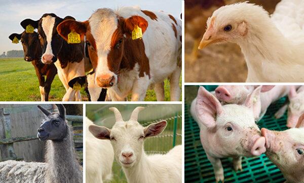 Photo compilation of cattle, pigs, chickens, goats and alpacas