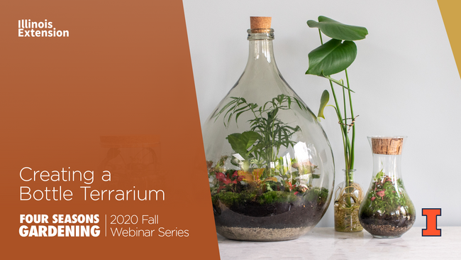 photo of bottle terrarium