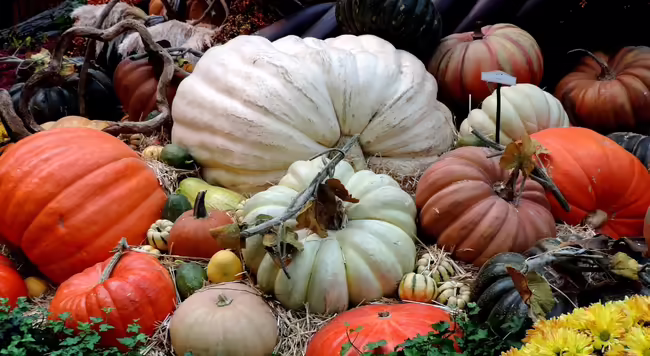 Colorful pumpkins and squash with kale and mums