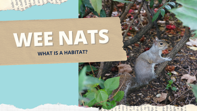 Wee Nats graphic with squirrel