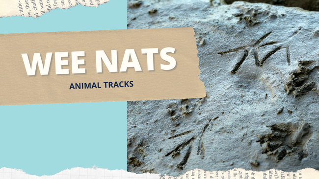Wee Nats graphic with animal tracks