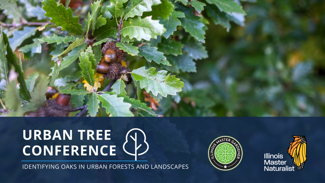 Urban Tree Conference: Identifying Oaks in Urban Forests and Landscapes