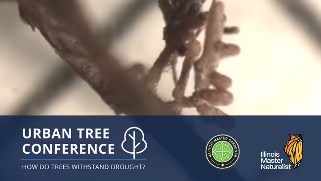 Urban Tree Conference: How do trees withstand drought?