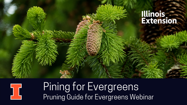 Evergreen trees webinar advertisement