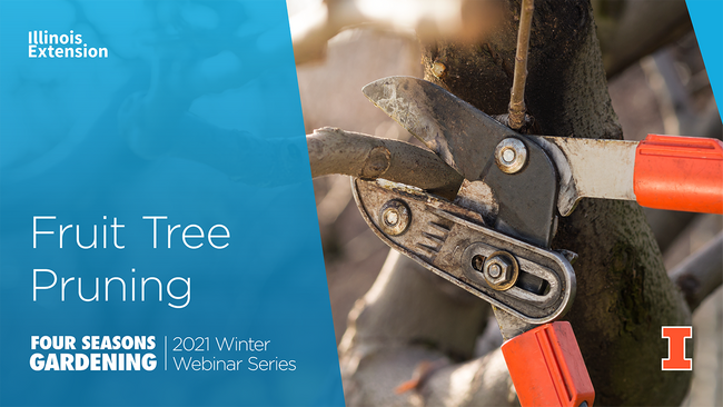 Four Seasons Gardening: Fruit Tree Pruning