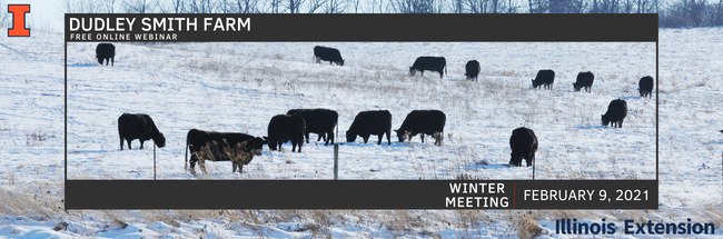grazing black cows on a winter pasture