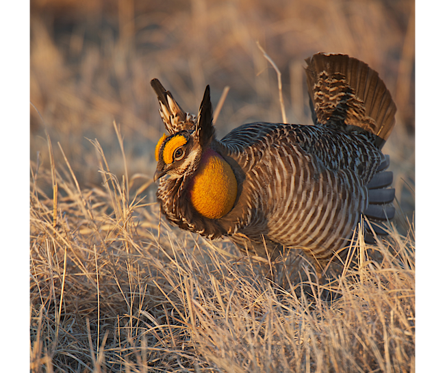 greater prairie chicken standing in field with brown grasses