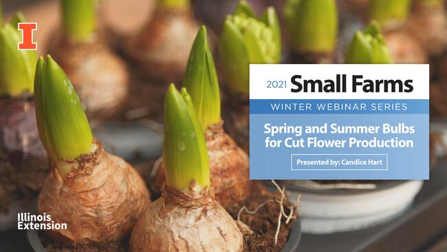 Spring and Summer Bulbs for Cut Flower Production    