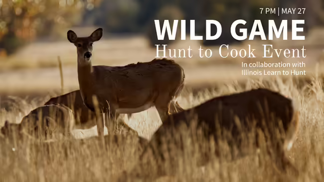 deer standing in field