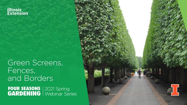 graphic with text "green screens fences and borders" short evergreen trees lining walkway