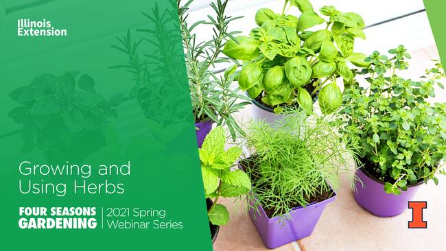 Text "Growing and Using Herbs" on green background with overhead photo of various herbs in purple plastic pots
