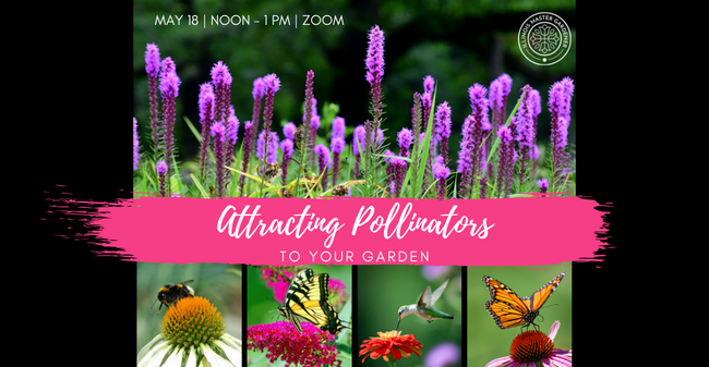 purple flowers, butterflies, bees, and hummingbirds
