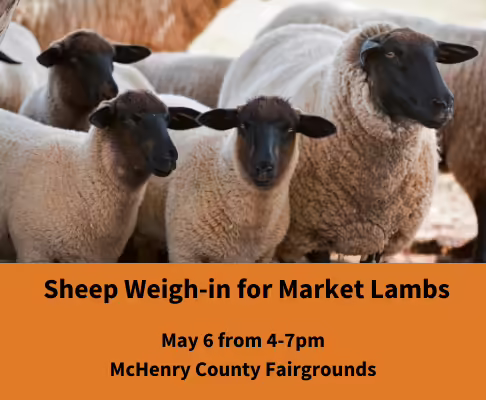 Sheep Weigh-in