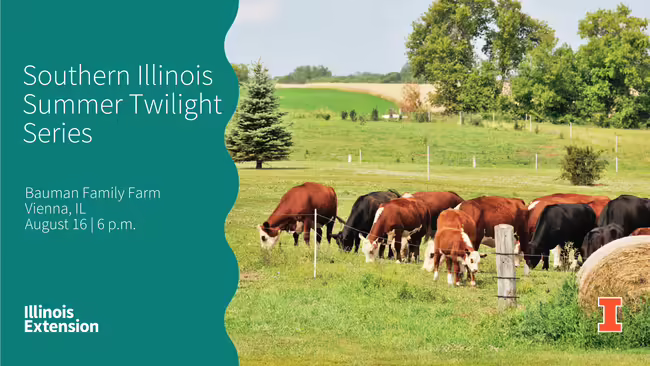 cattle grazing in a pasture