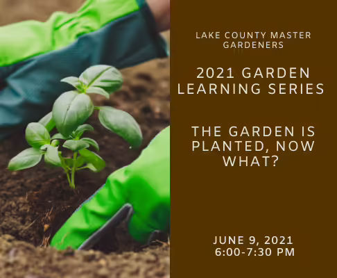 The Garden's Planted: Now What?