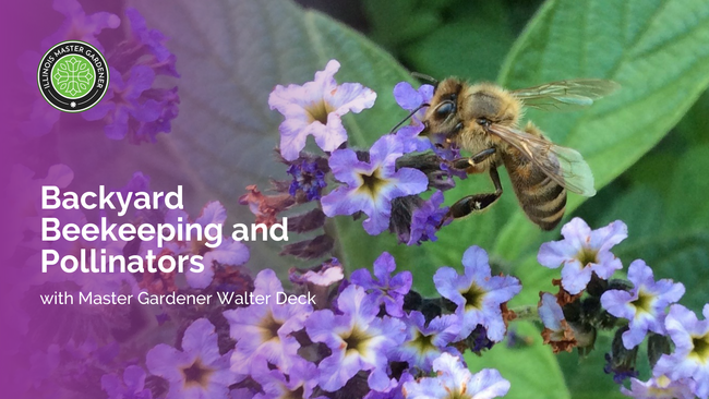 Backyard Beekeeping and Pollinators