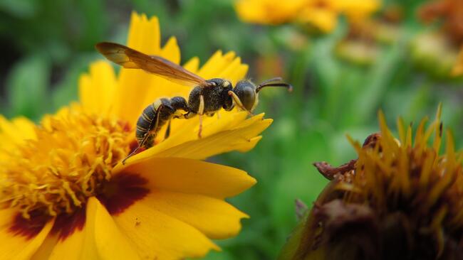 Wasp pollinating marigold