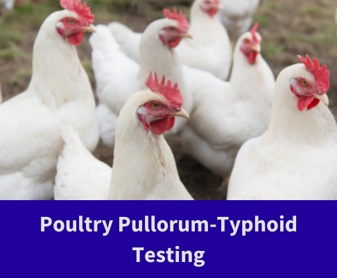 Poultry Pullorum-Typhoid Testing