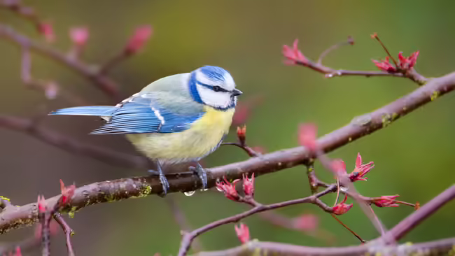 blue bird in a tree