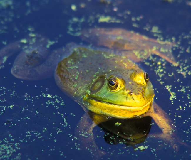 bullfrog in water