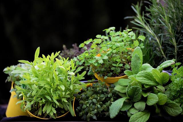 pixabay image of herbs