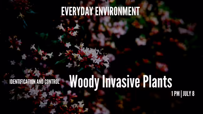 woody invasive honeysuckle
