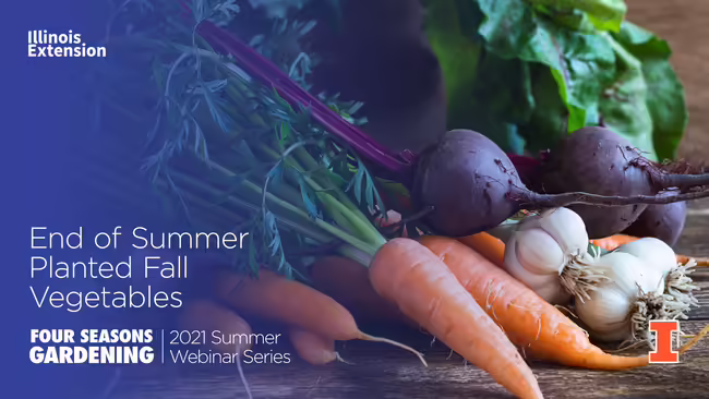 fall vegetables carrots onions eggplant