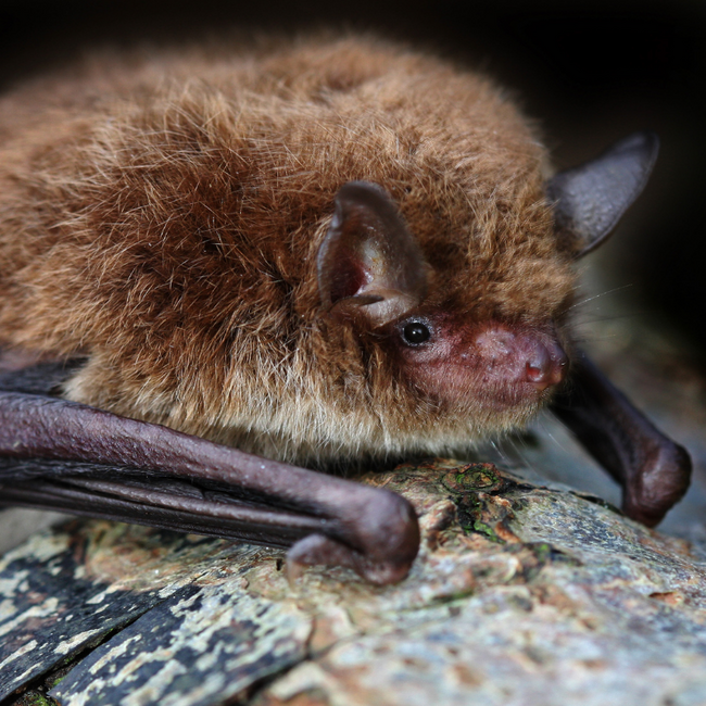 close up of small brown bat