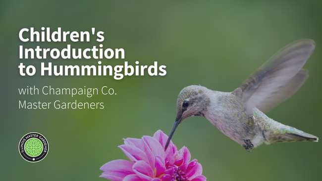 Children's Intro to Hummingbirds