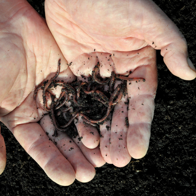 composting worms and soil being held by two hands